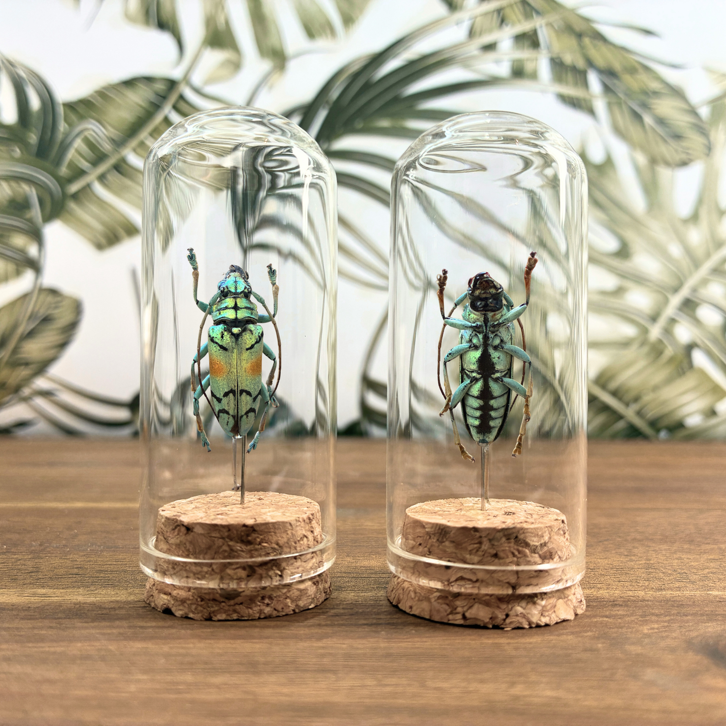 Beetle Jar