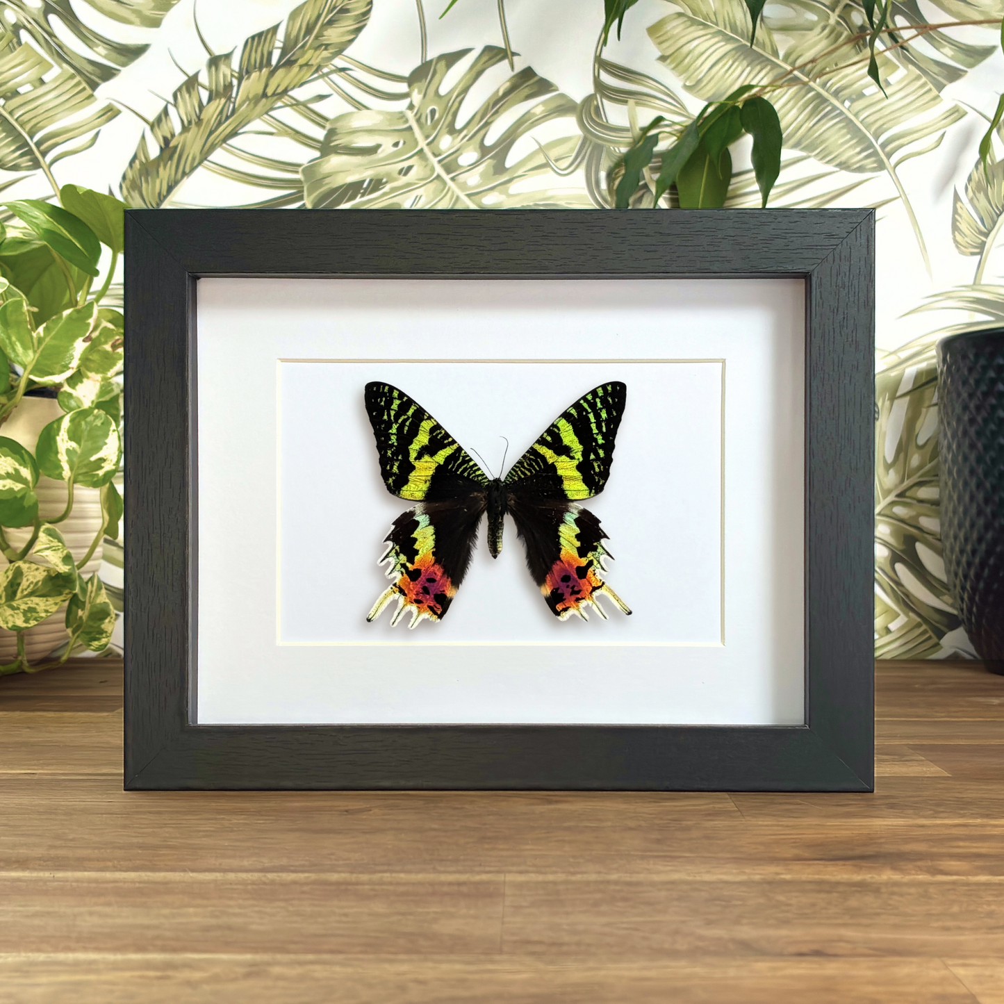 Madagascan Sunset Moth - Dorsal