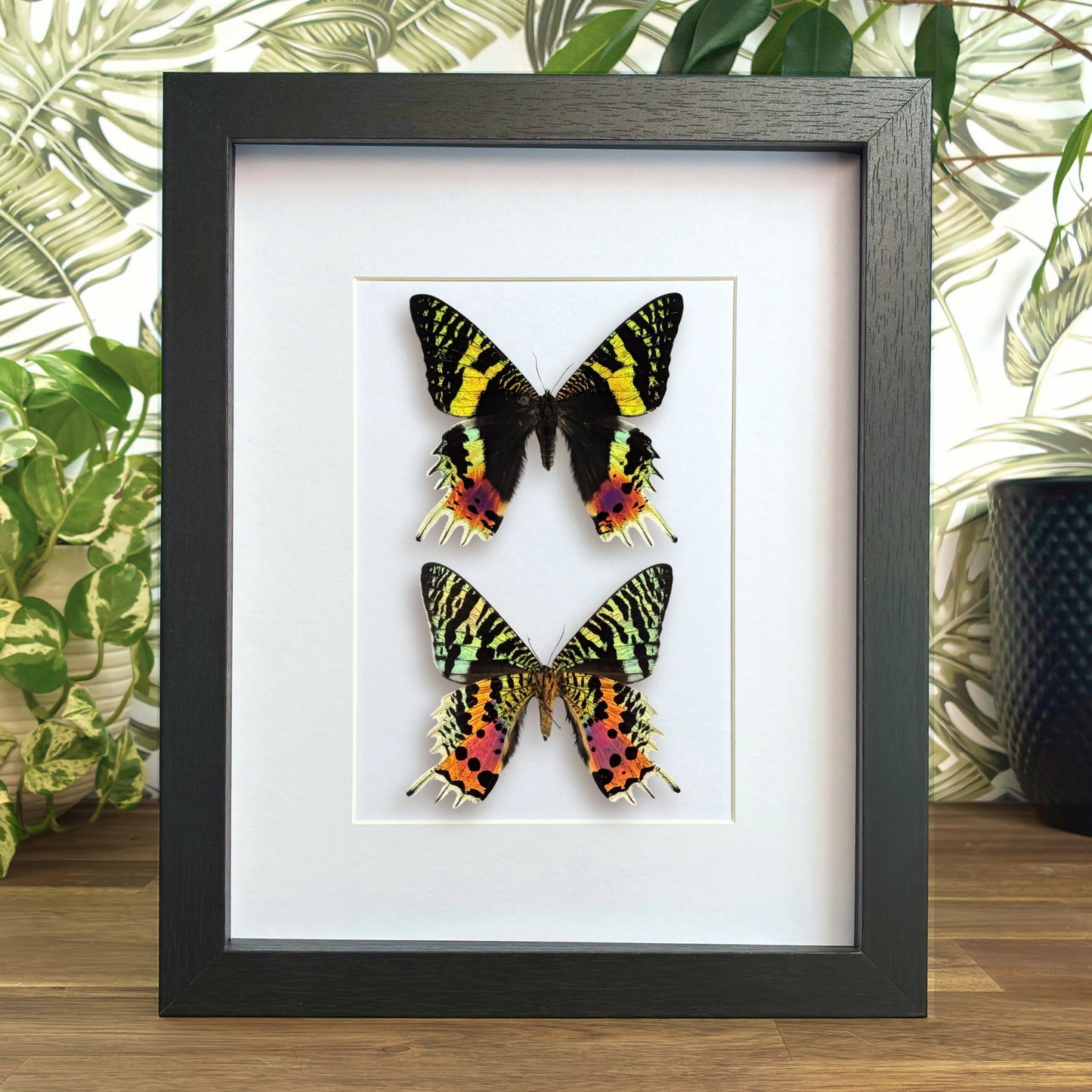 Madagascan Sunset Moths - Dorsal & Ventral