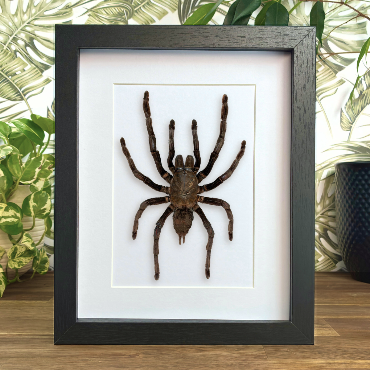 Thailand Black Tarantula - XL