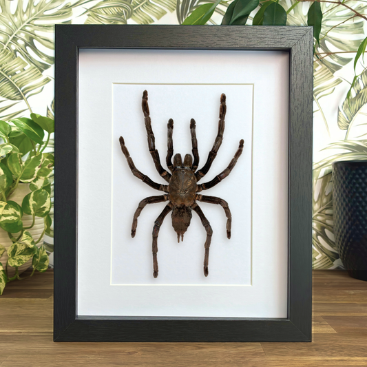 Thailand Black Tarantula - XL