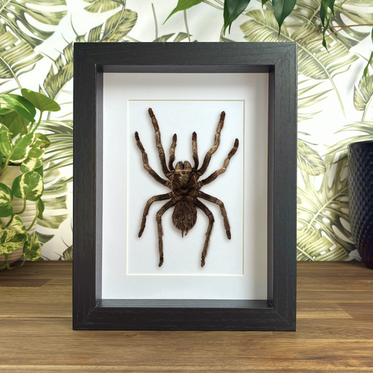 Giant Black-and-White Tarantula