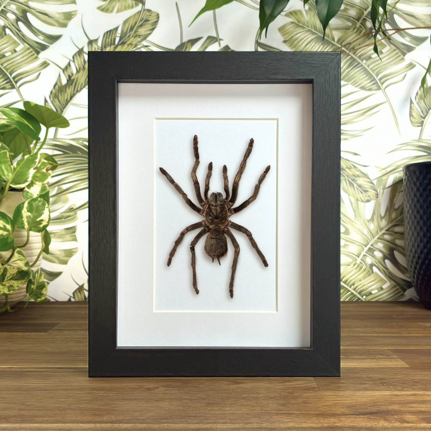 Giant Black-and-White Tarantula