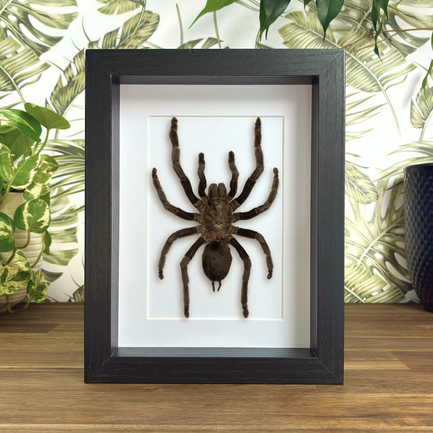 Thailand Black Tarantula