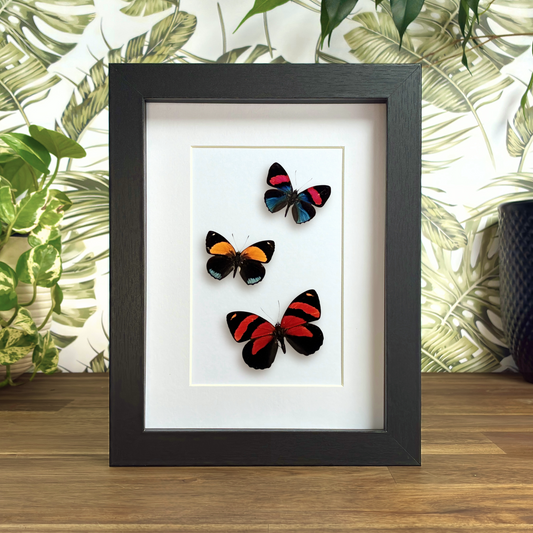 Set of Three Numberwings - Dorsal
