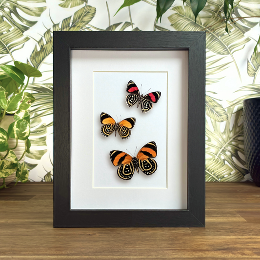 Set of Three Numberwings - Ventral