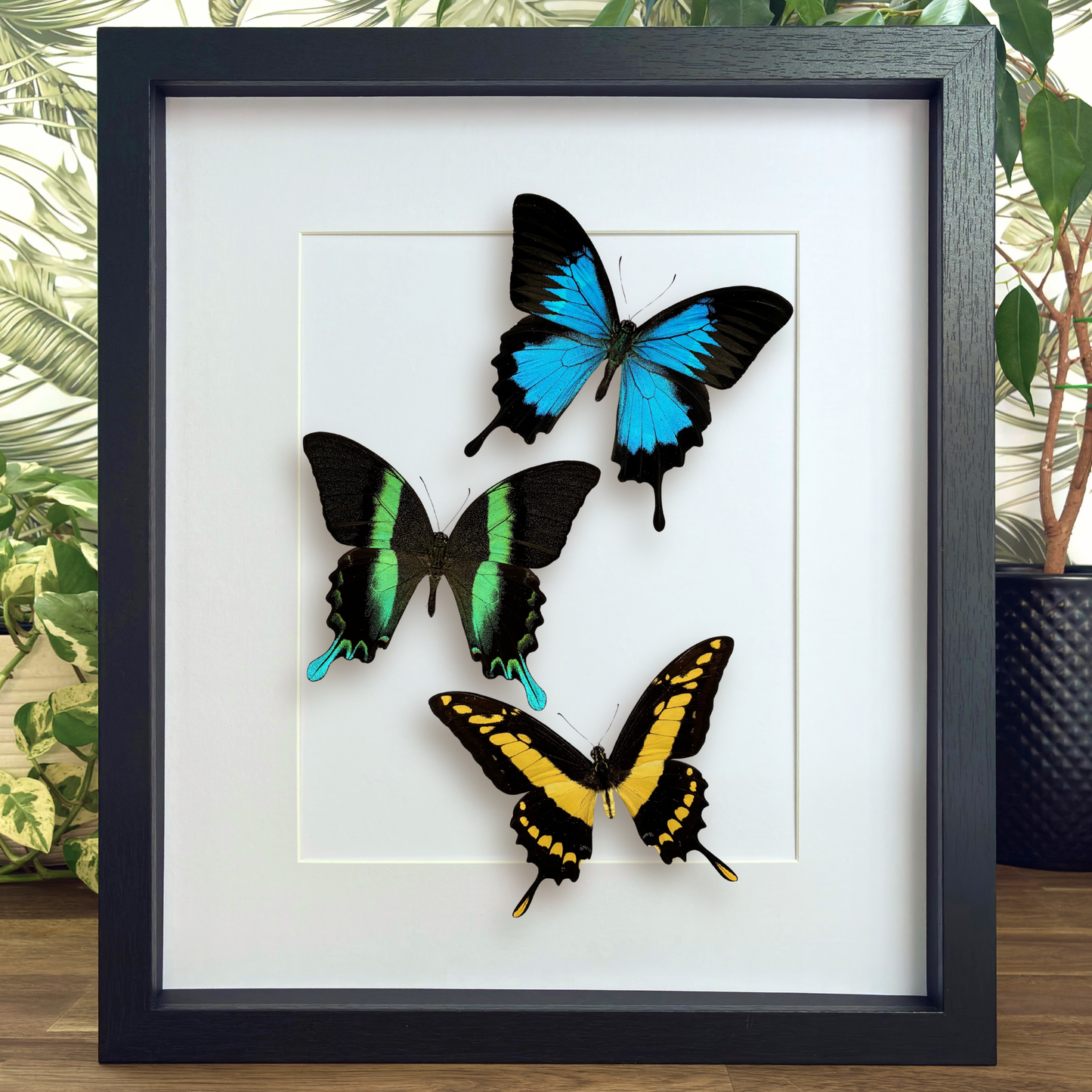 Set of Three Swallowtails