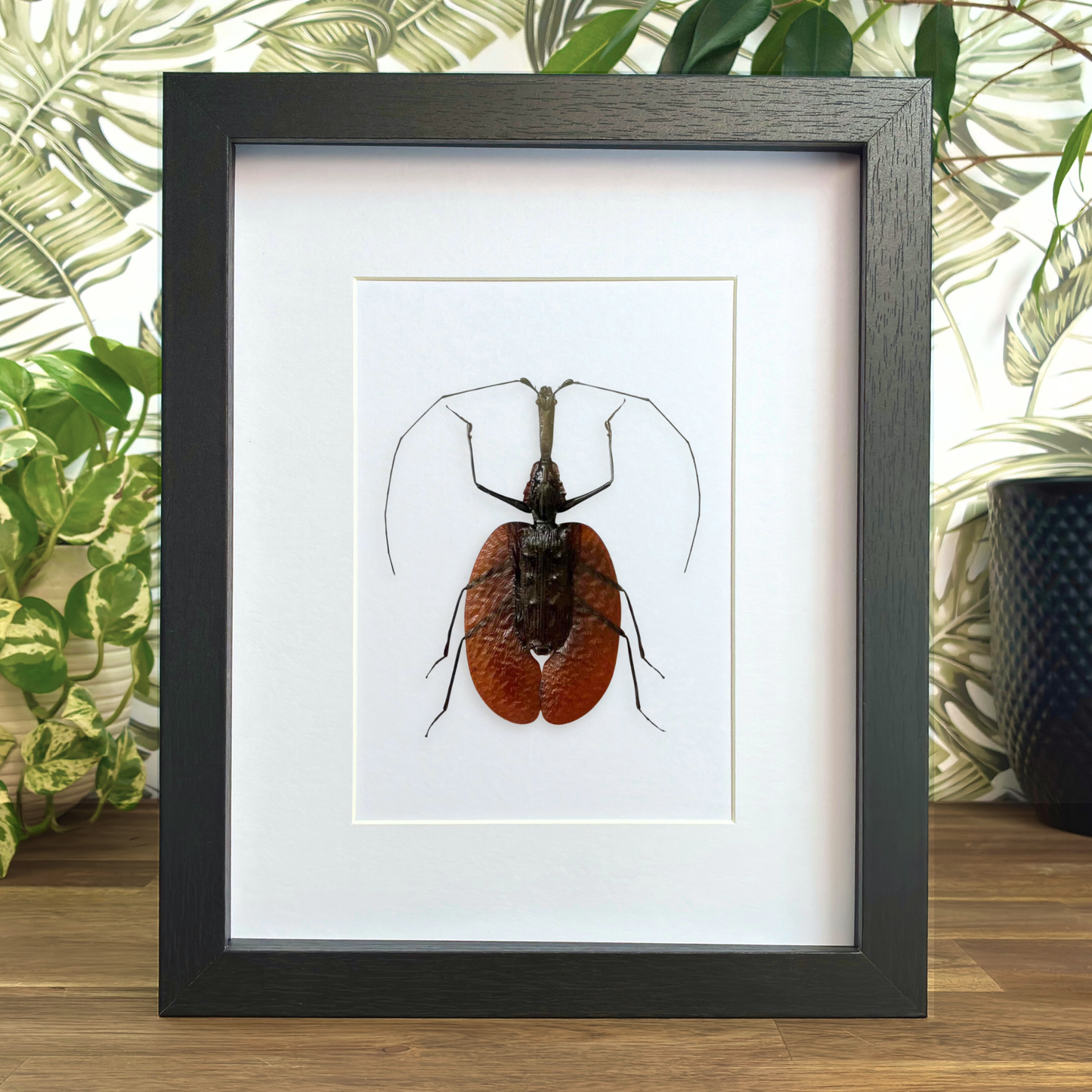 Violin Beetle