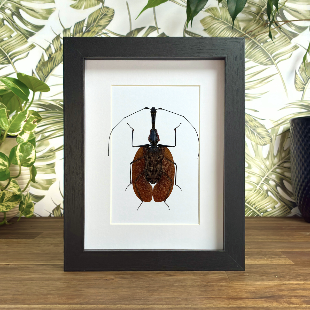 Violin Beetle