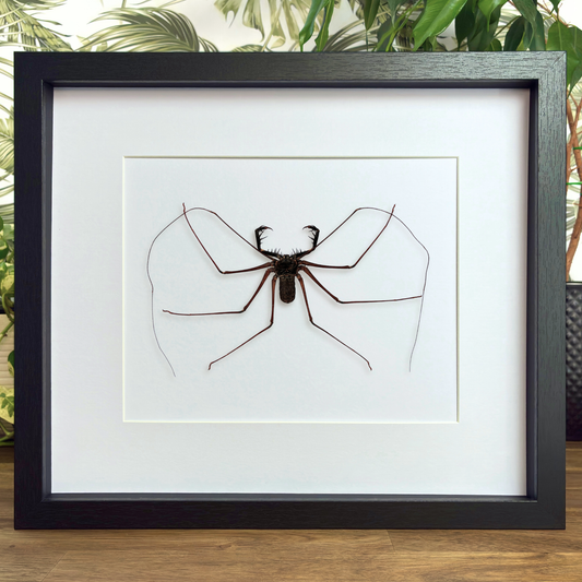 Whip Spider