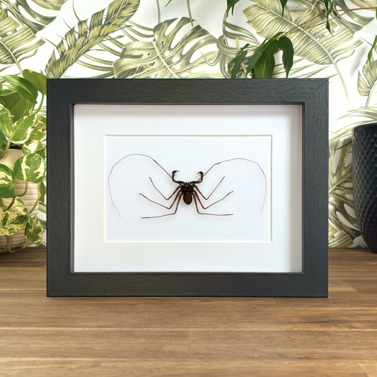 Whip Spider - Small