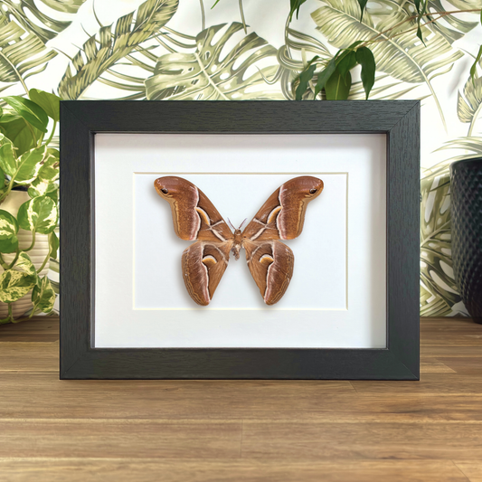 Wild Eri Silk Moth