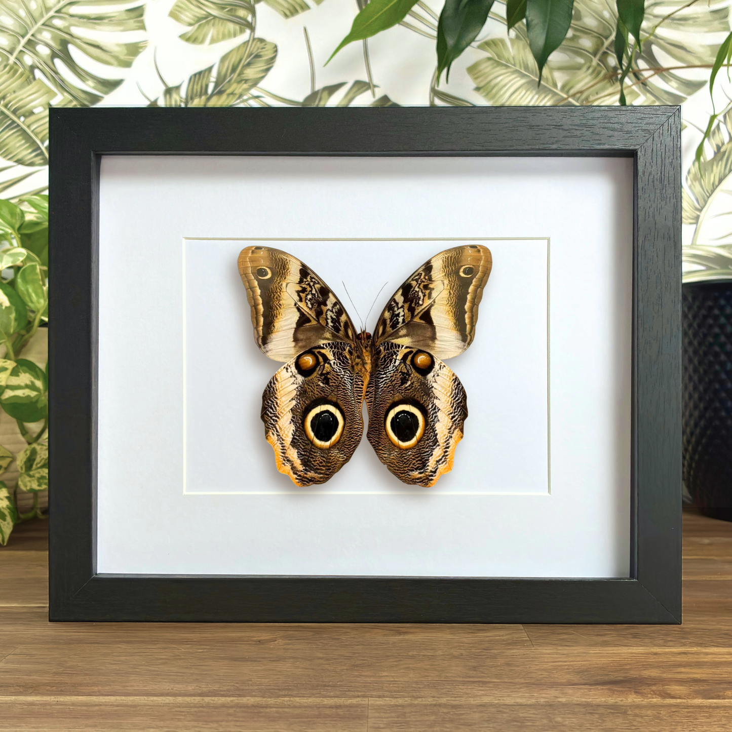 Yellow-edged Giant Owl - Ventral