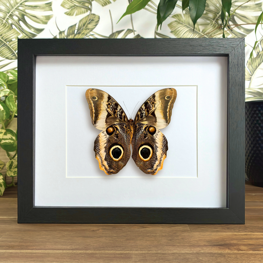Yellow-edged Giant Owl - Ventral